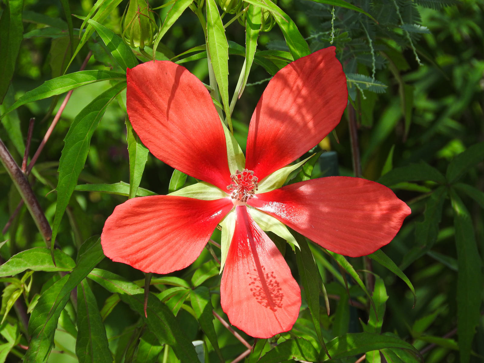 五枚の花弁を持つモミジアオイの写真 フリー素材は ぱくたそ 写真を無料ダウンロード