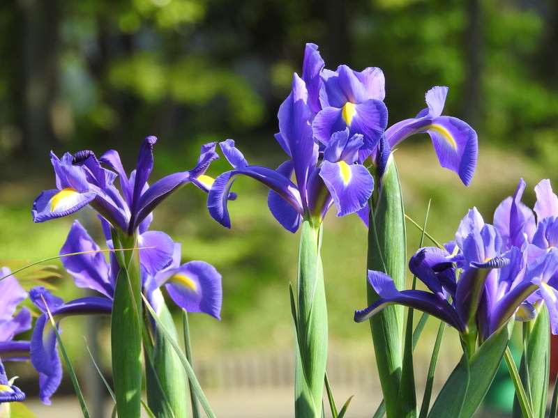 ダッチアイリスの花の無料写真素材 - ID.37670｜ぱくたそ