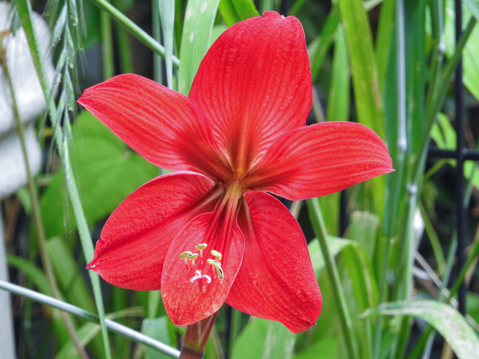 真っ赤な色のアマリリスの花の写真 画像 を無料ダウンロード フリー素材のぱくたそ