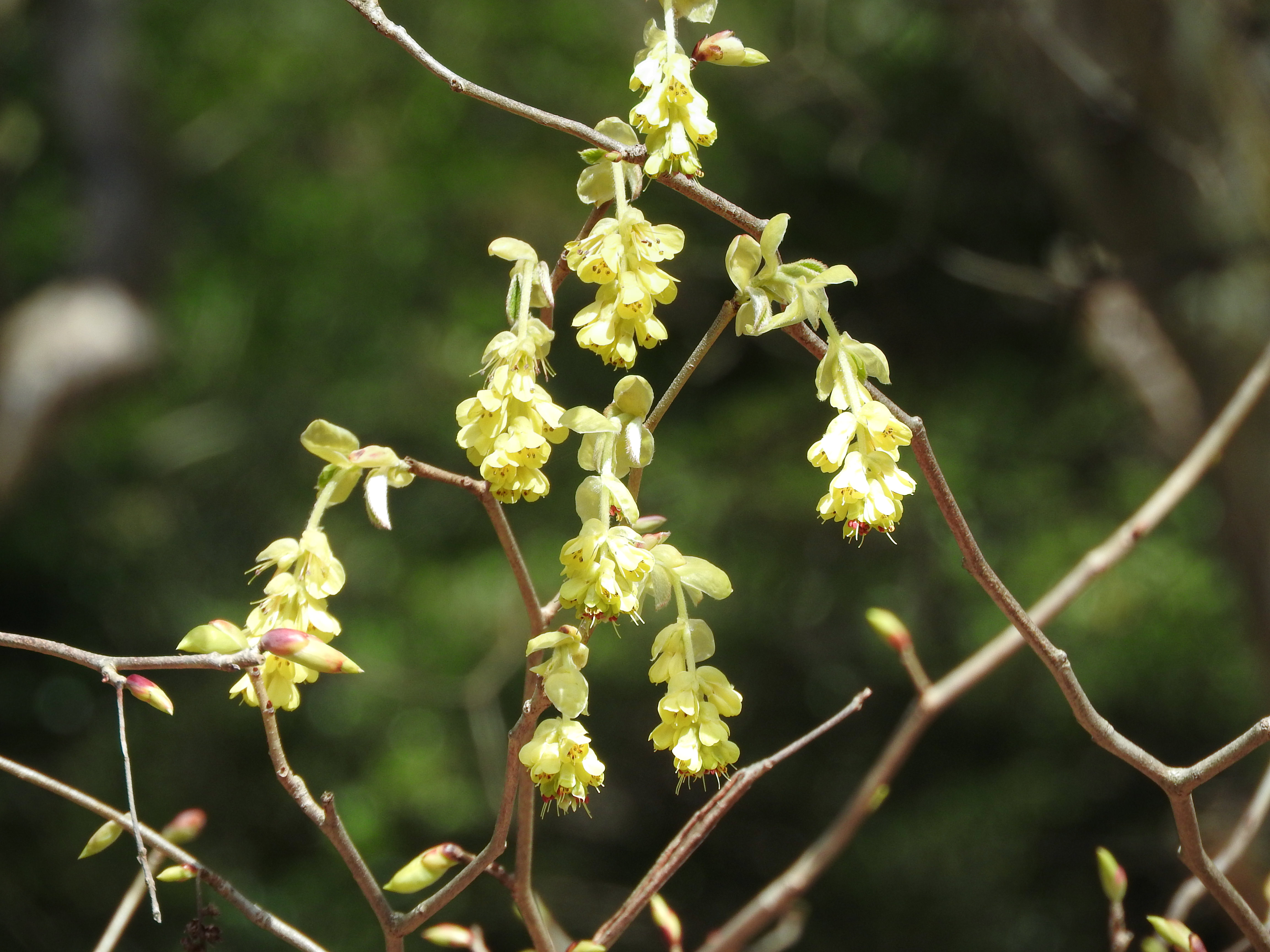 トサミズキの花の写真を無料ダウンロード フリー素材 ぱくたそ