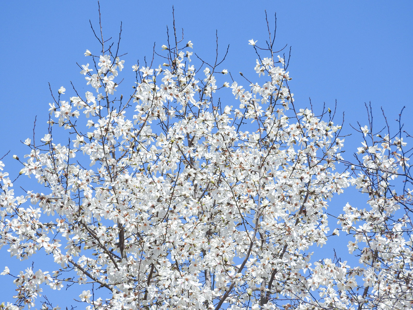 コブシの花の写真素材 ぱくたそ