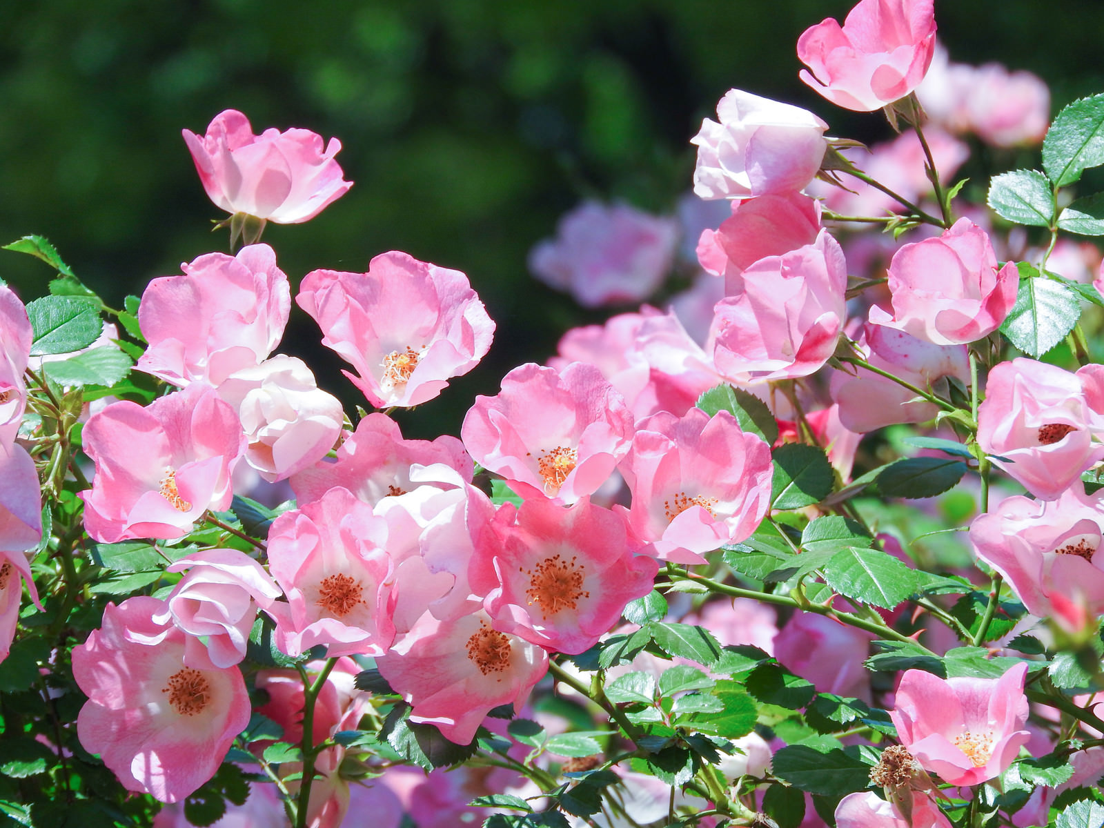 ピンクの薔薇の写真 画像 を無料ダウンロード フリー素材のぱくたそ