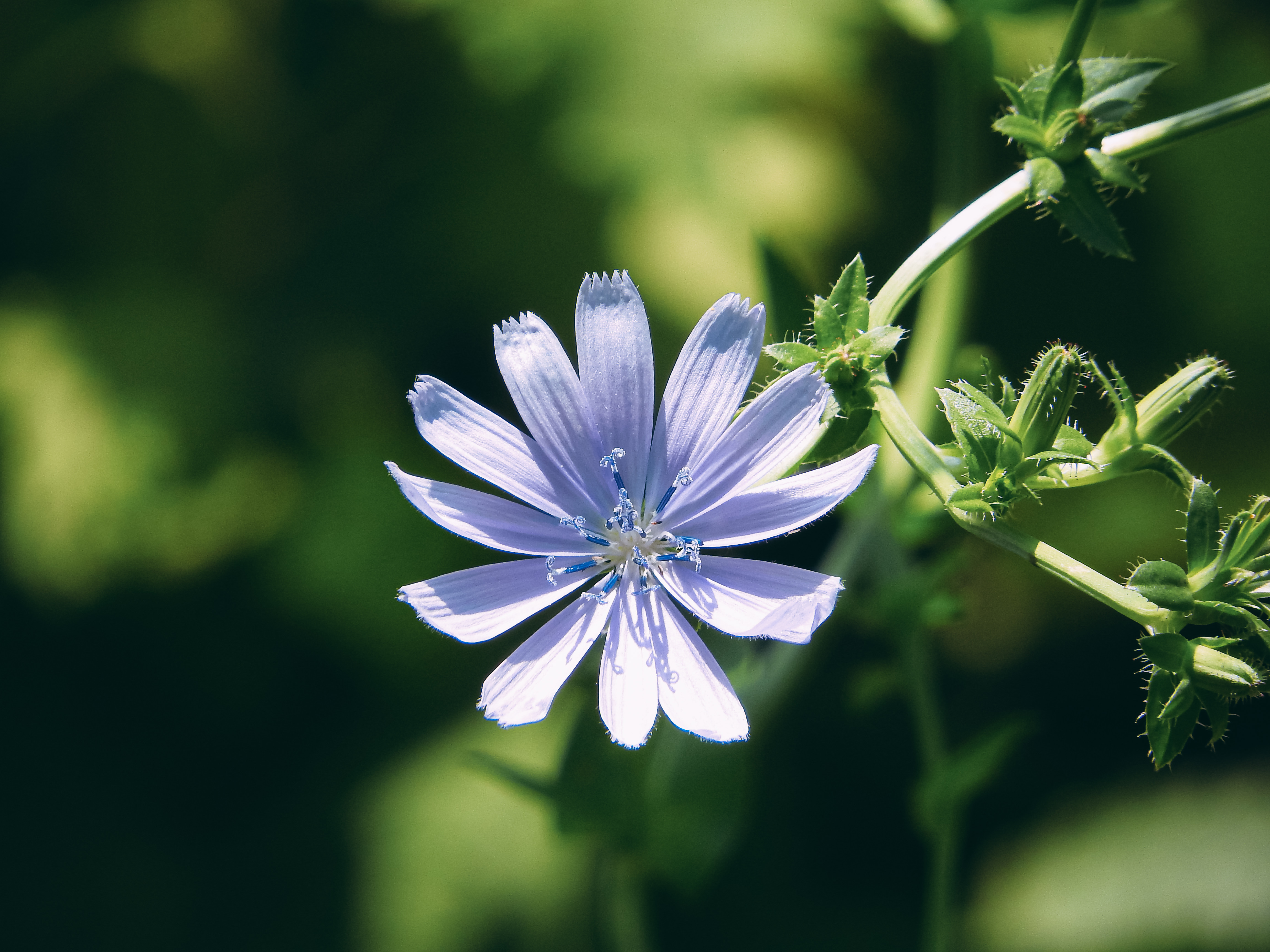 開花したチコリの花の無料の写真素材 フリー素材 をダウンロード ぱくたそ