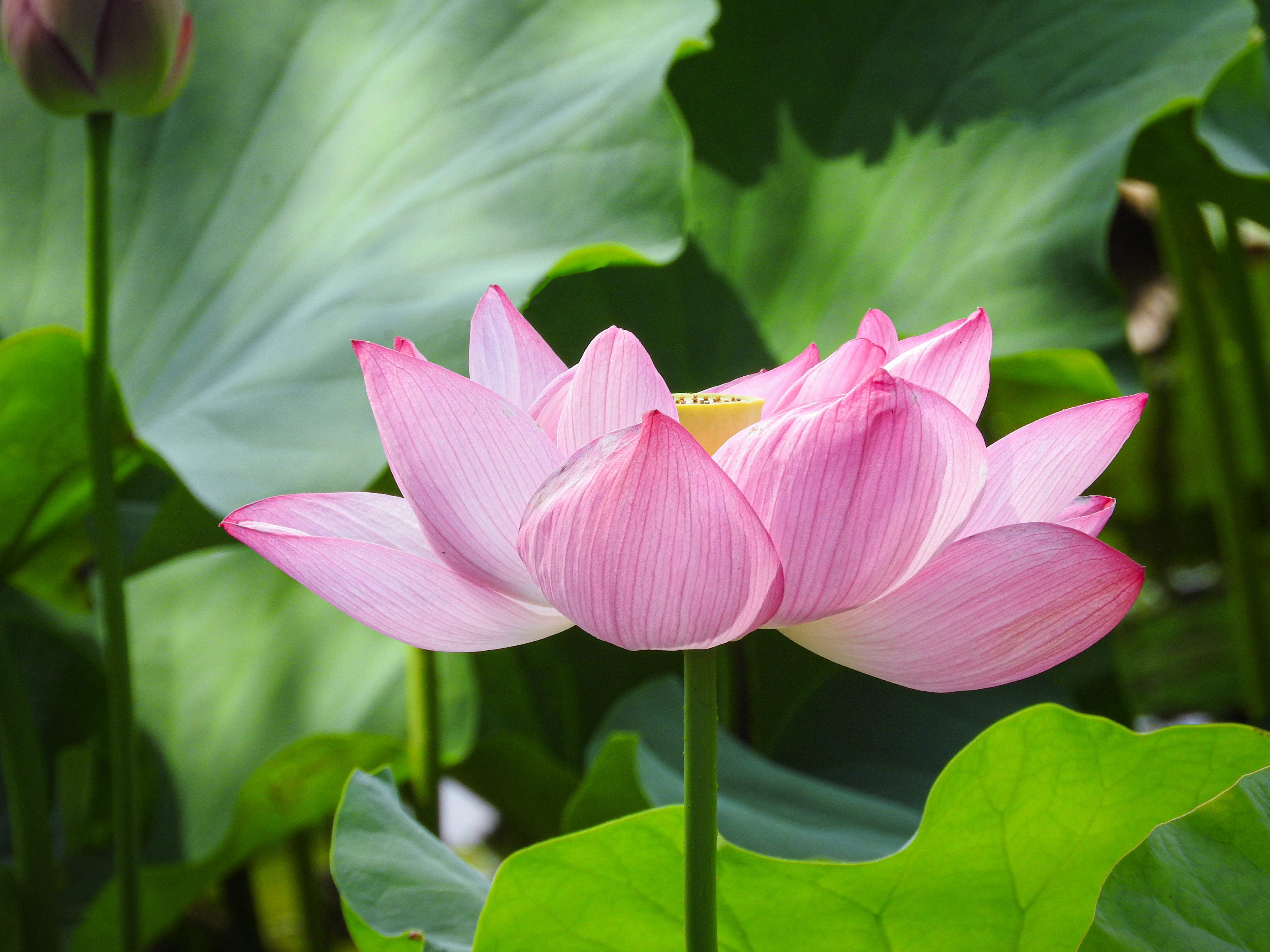 太陽を浴びる蓮の花の写真素材 ぱくたそ