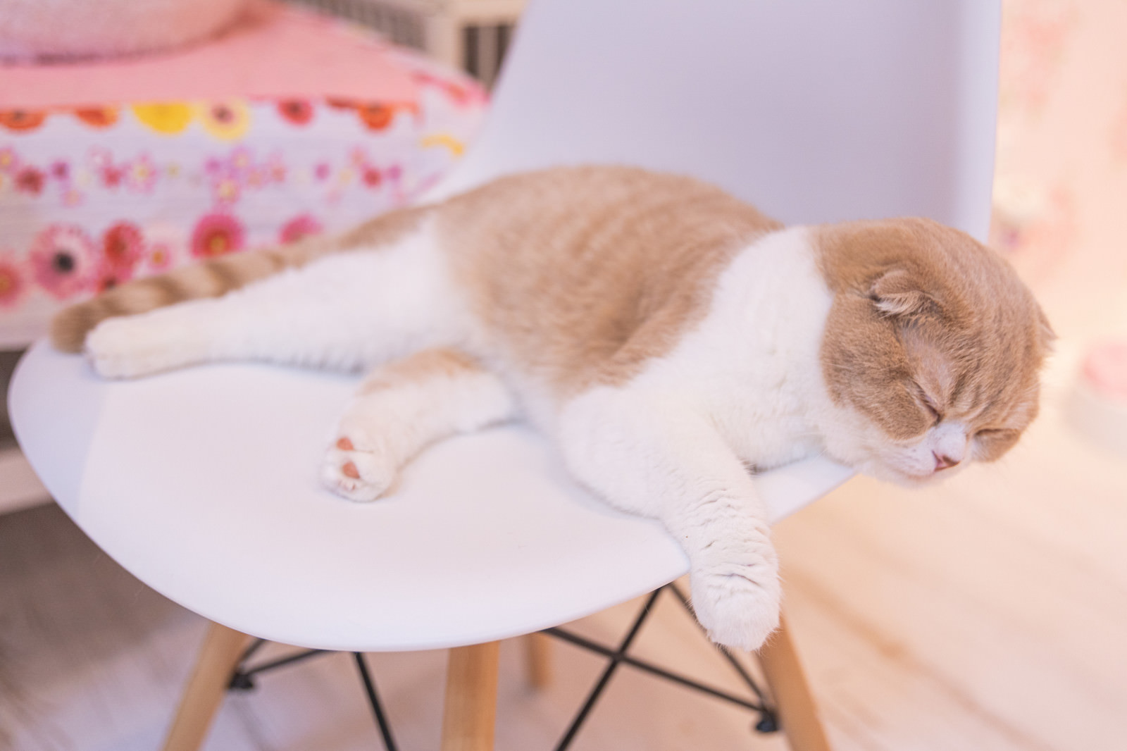 椅子の上で寝落ち猫の写真を無料ダウンロード フリー素材 ぱくたそ