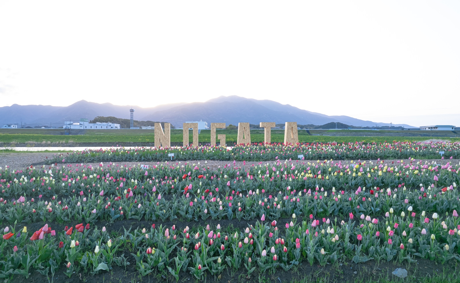 いろんな花の画像 写真 即決 壁紙 待ち受け 景色 素材 送料無料 風景 76 以上節約 風景