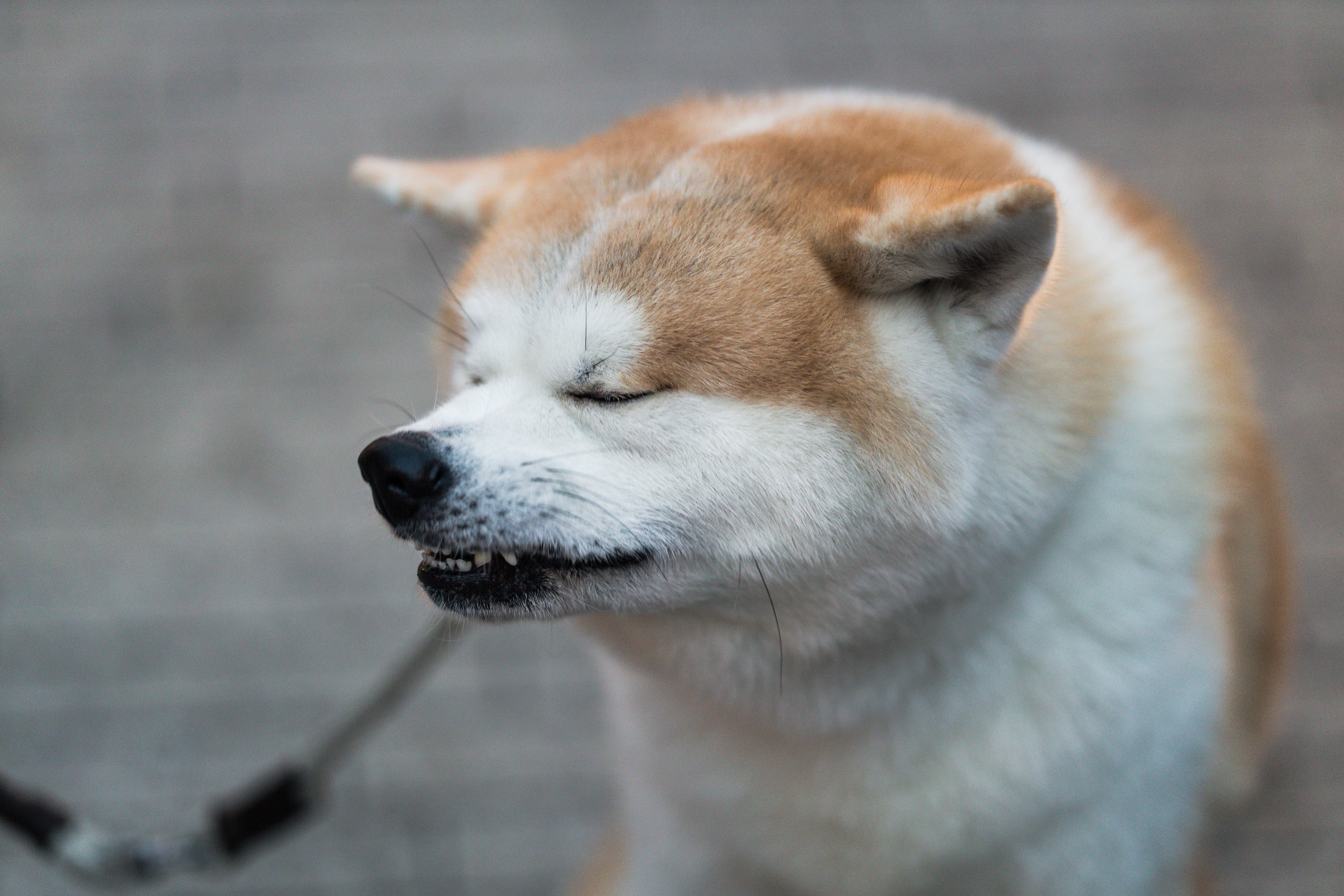 へっくしょん 犬 の写真 画像 フリー素材 ぱくたそ