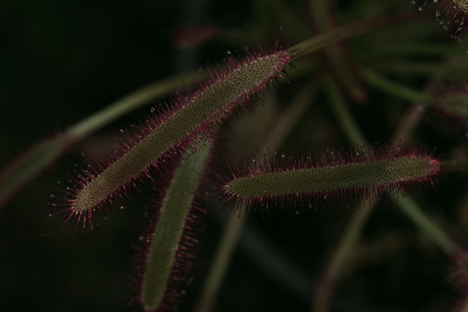 赤い粘液で虫を捉えるモウセンゴケの写真素材 ぱくたそ