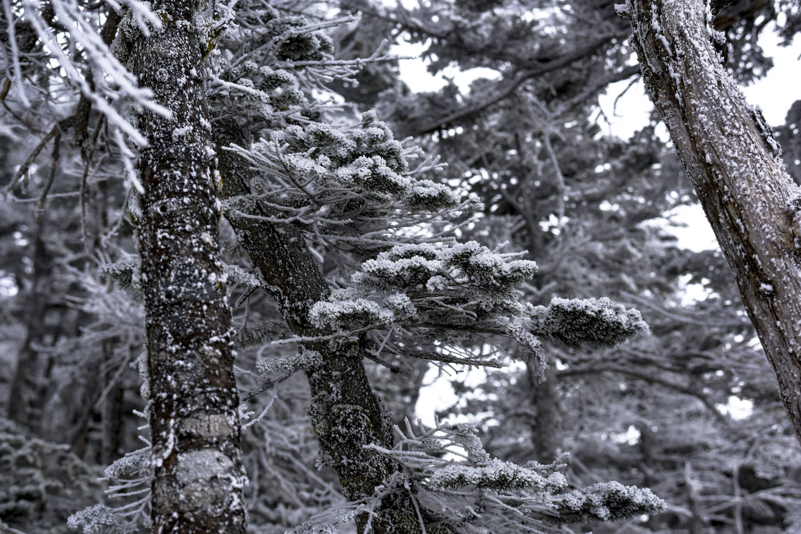 凍てつく蓼科山の森の写真を無料ダウンロード フリー素材 ぱくたそ