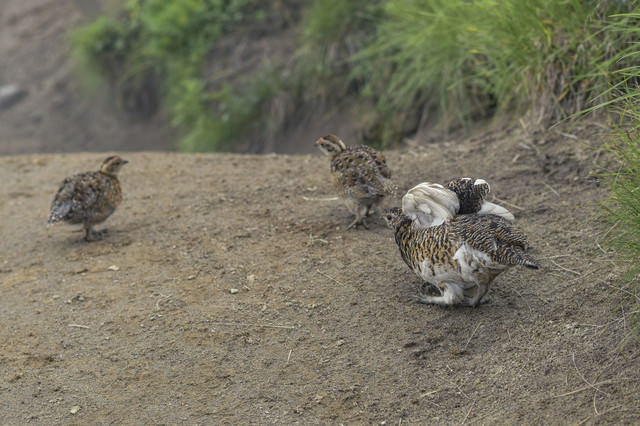 鷲羽岳にいた雛を見守るライチョウの親鳥の写真を無料ダウンロード フリー素材 ぱくたそ