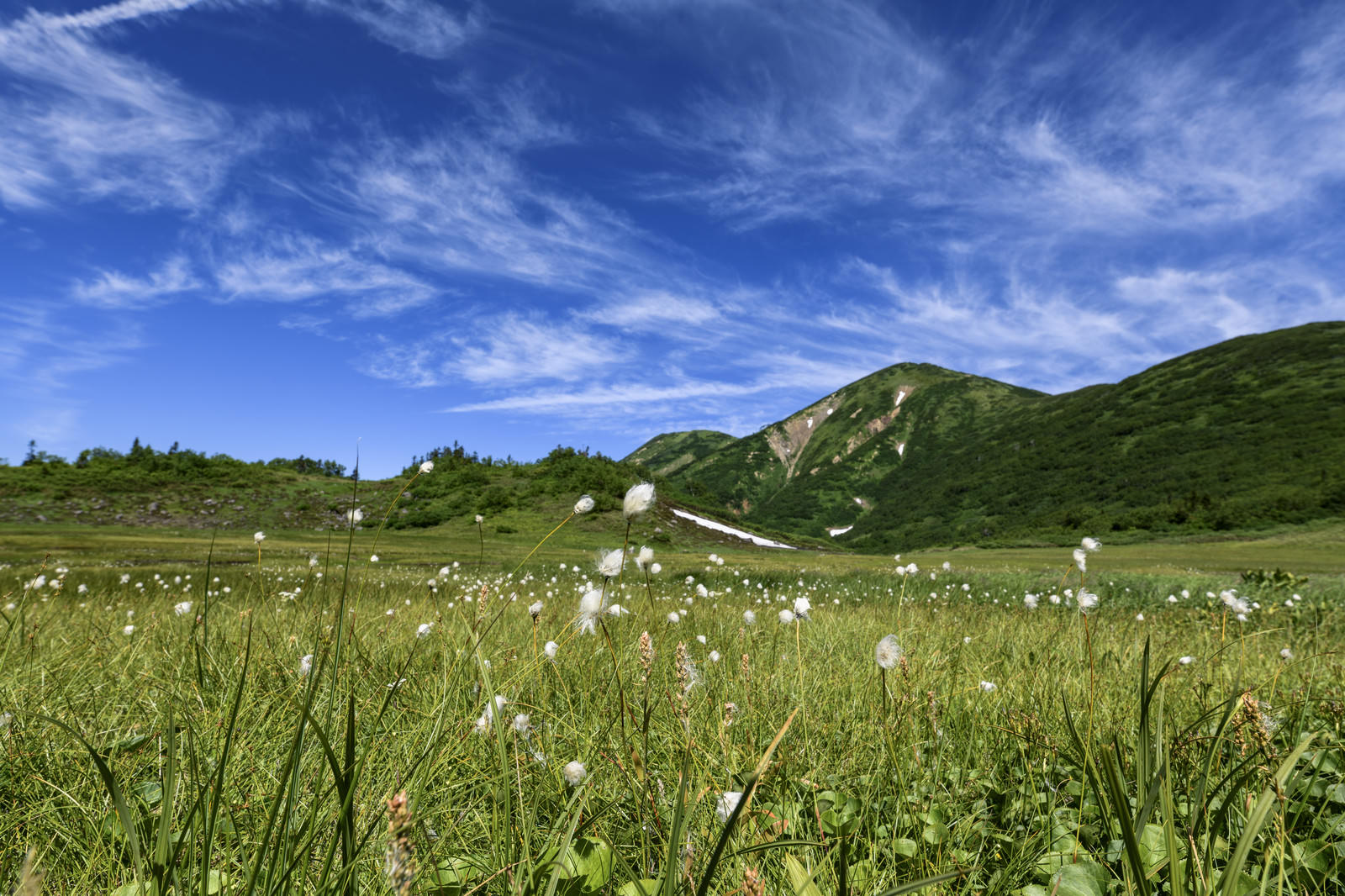 天狗の庭に咲くワタスゲ 火打山 の写真 画像 を無料ダウンロード フリー素材のぱくたそ