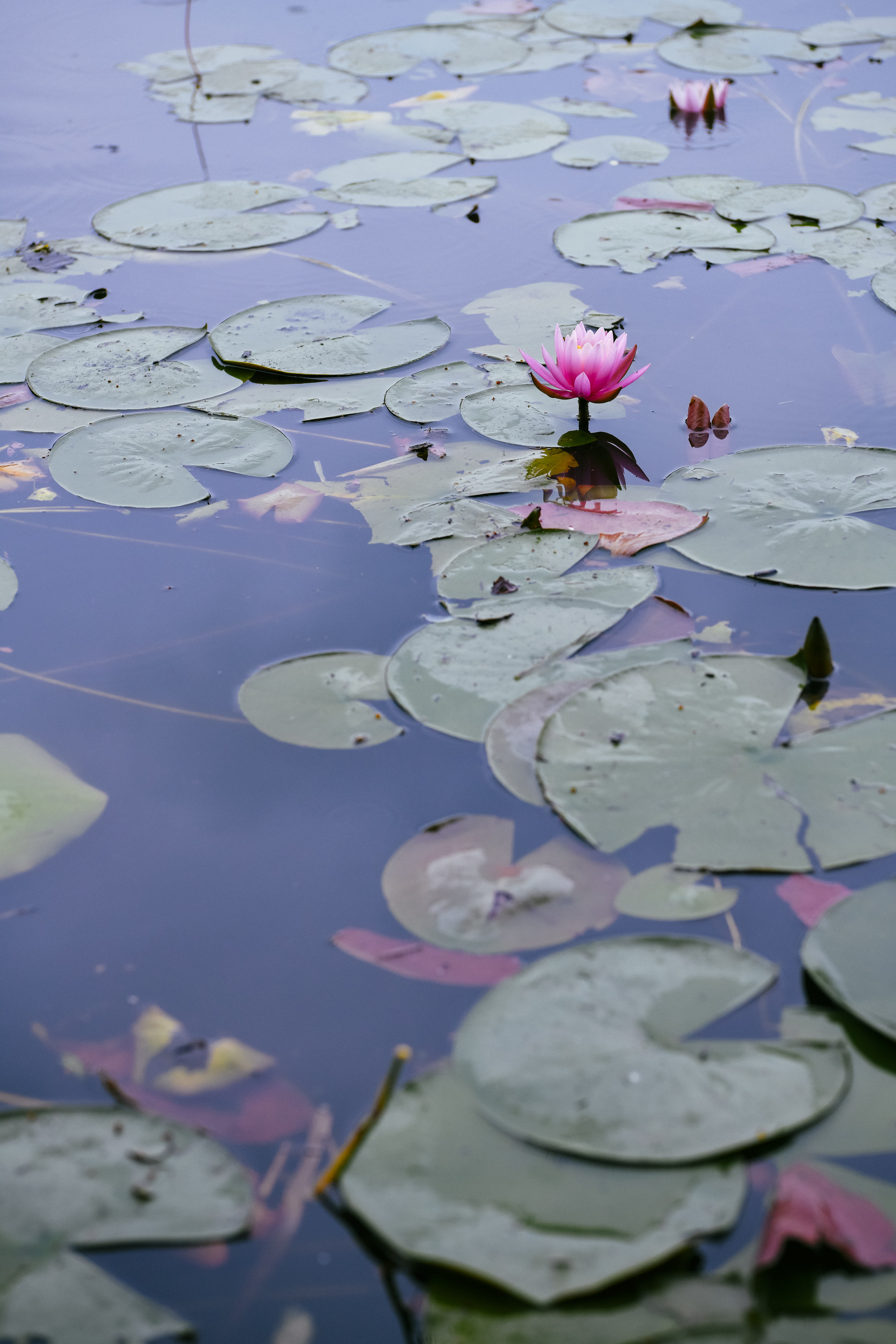湖面でかわいらしいピンクの花を咲かす蓮の写真素材 ぱくたそ