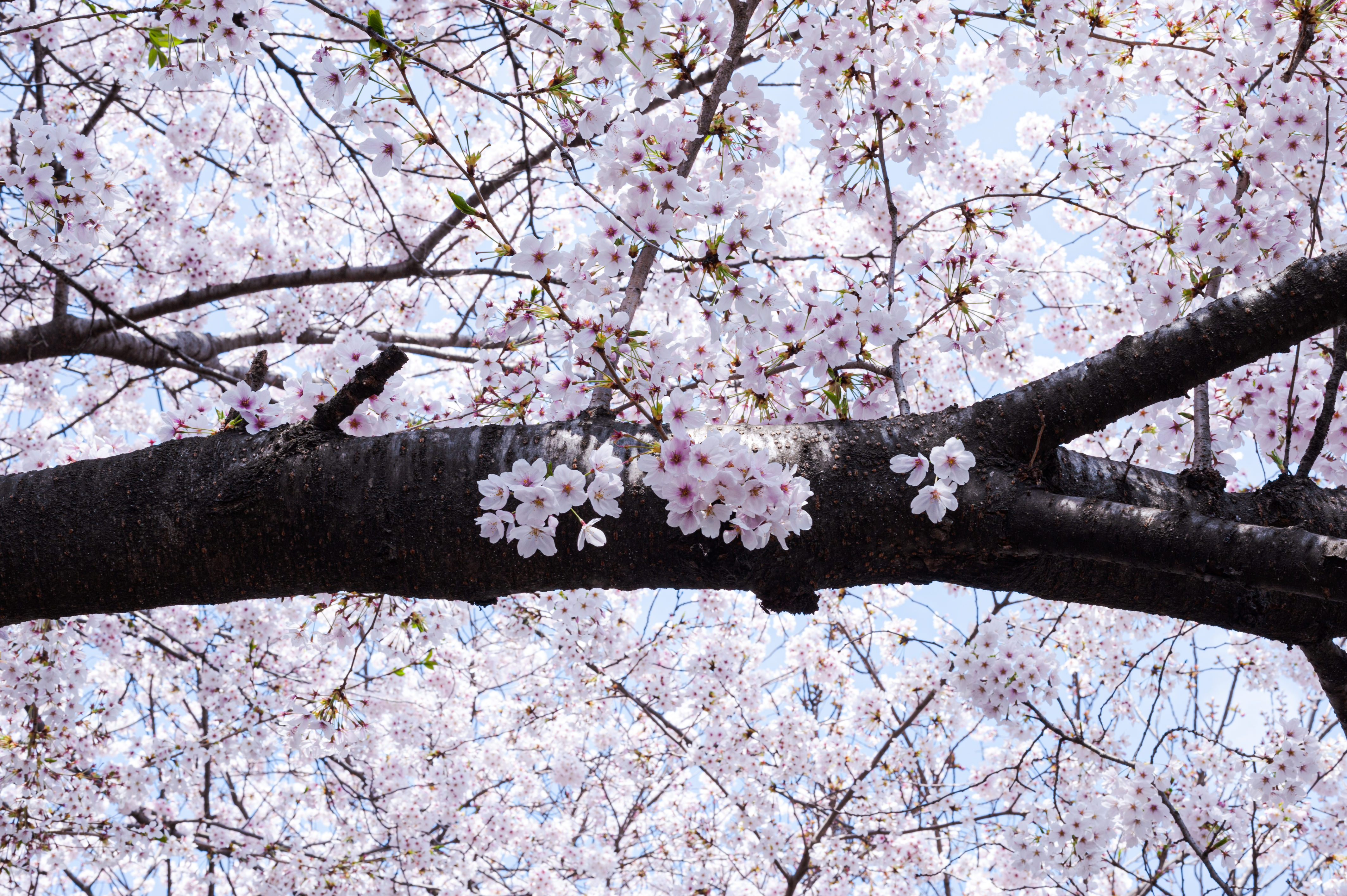 桜の樹木の写真素材 ぱくたそ