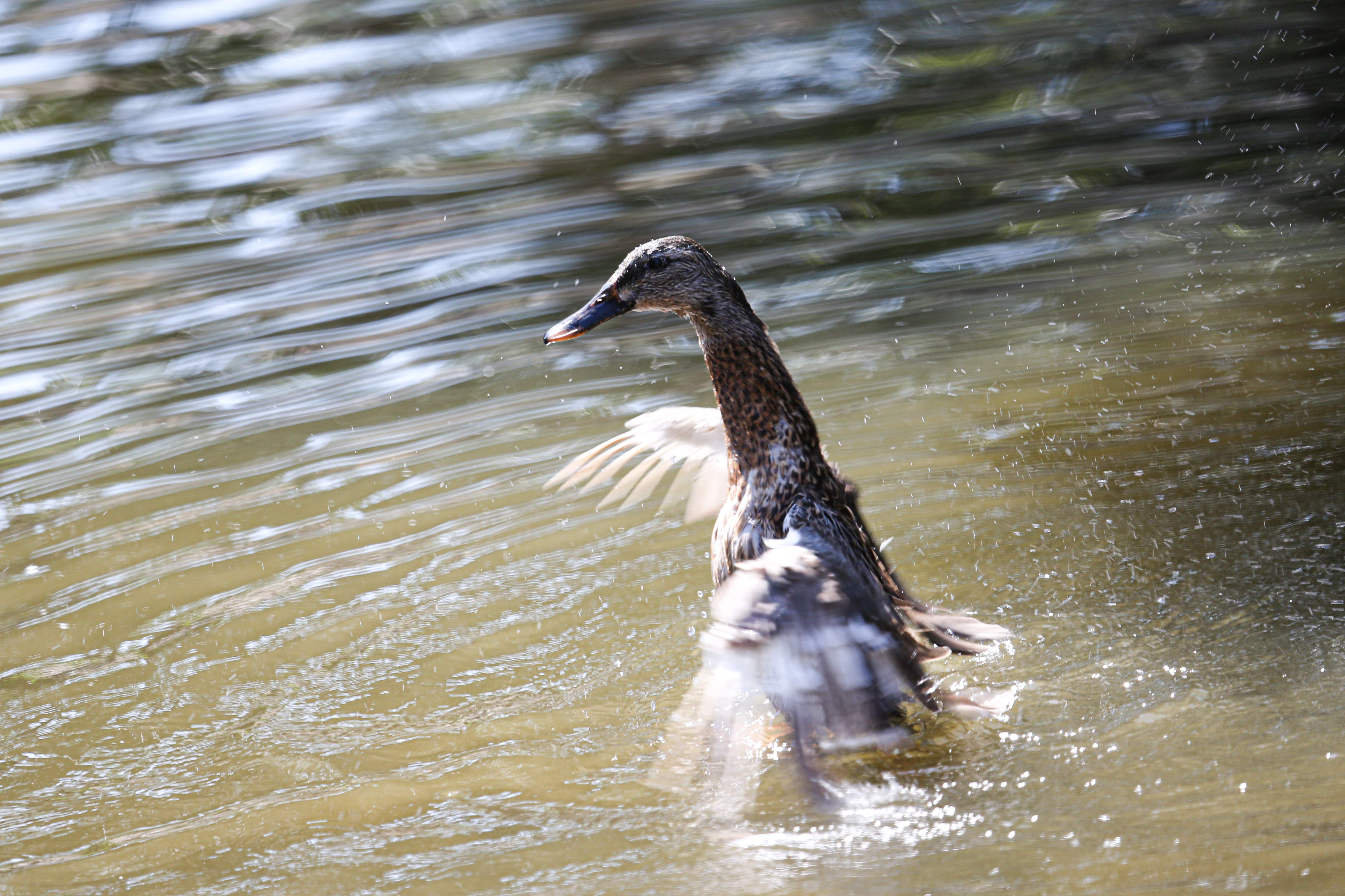 羽をバタつかせ波を立てる水鳥の写真素材 ぱくたそ