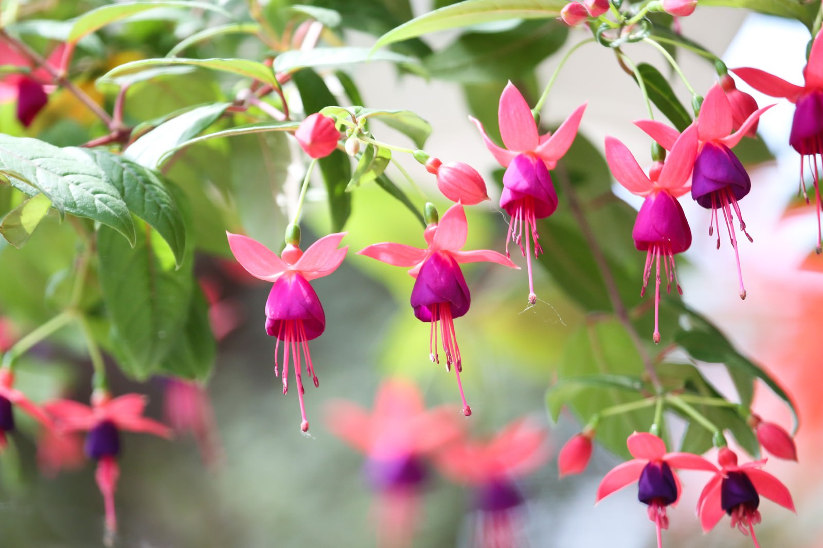 たくさんの花をつけるフクシアの花の写真を無料ダウンロード フリー素材 ぱくたそ