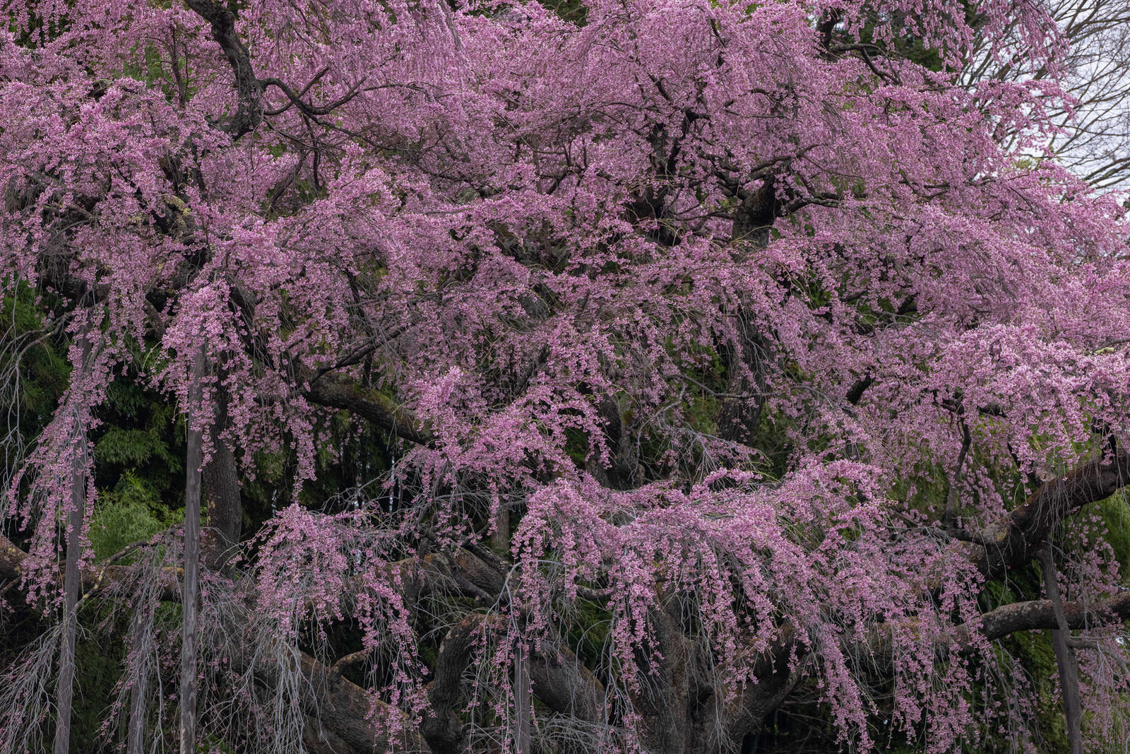 花のカテゴリに関連する写真素材・AI画像素材2751枚 - ぱくたそ