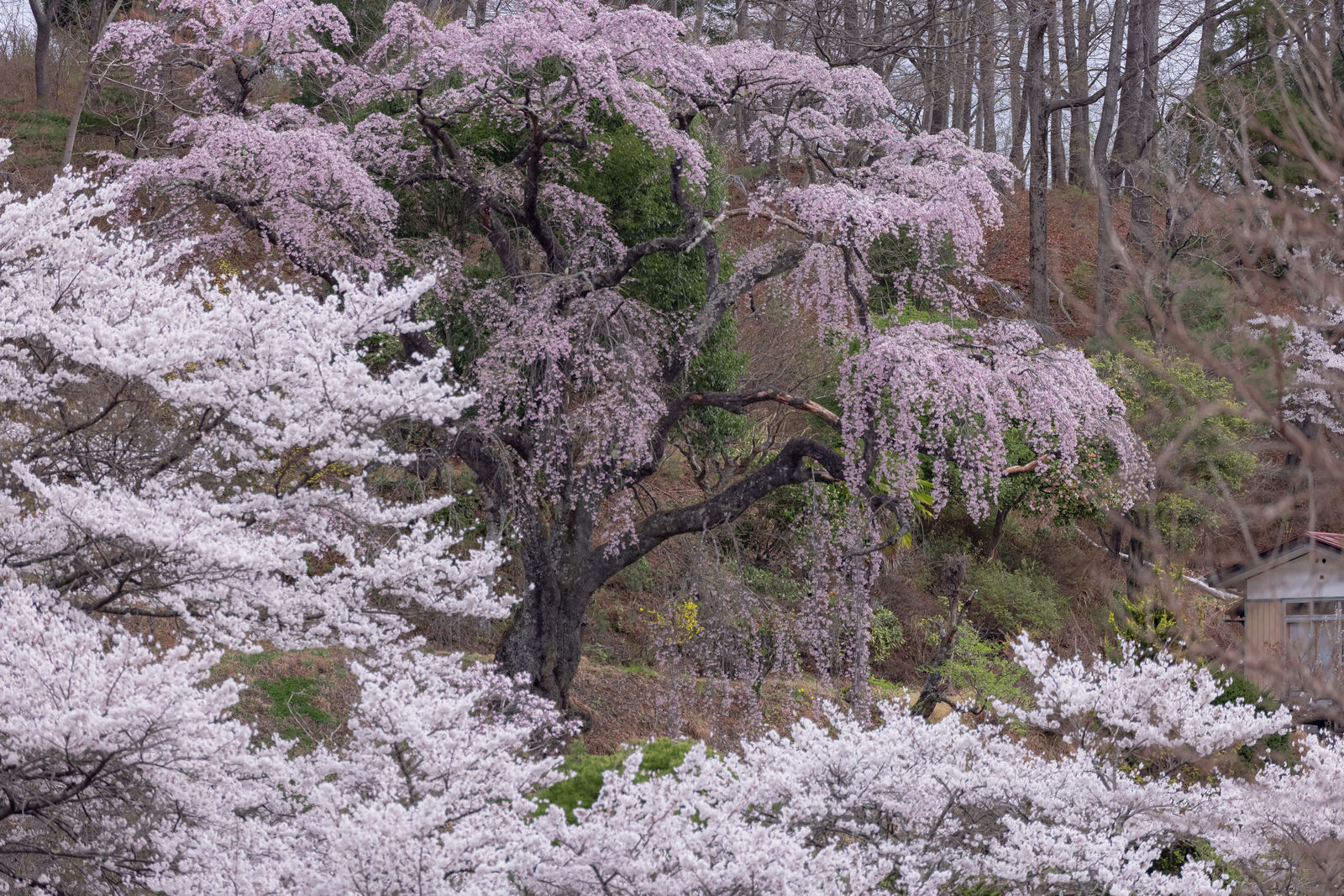 春の訪れと桜に包まれるの無料写真素材 - ID.85934｜ぱくたそ