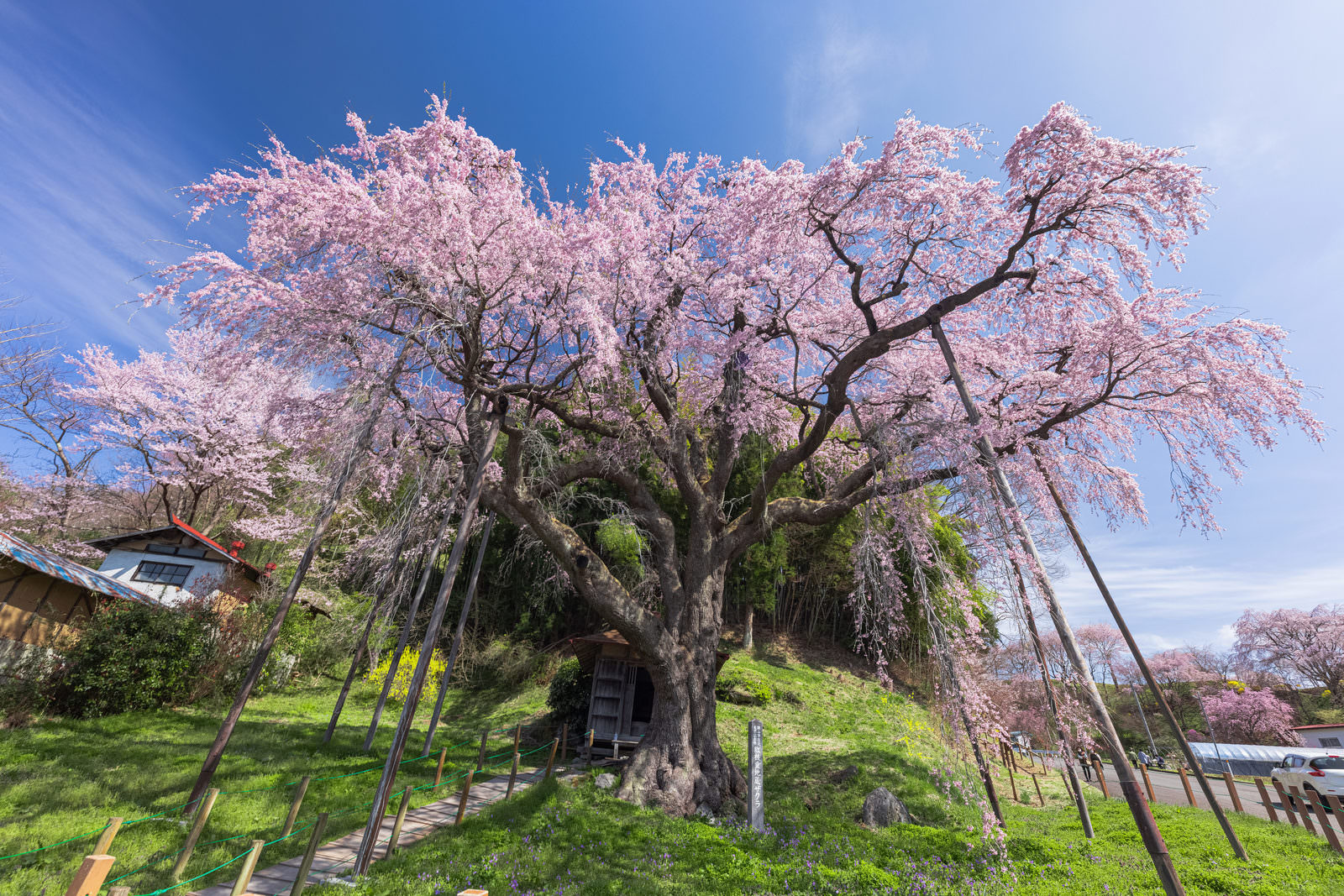 推定樹齢400年 延命地蔵尊 紅枝垂地蔵桜 の写真素材 ぱくたそ