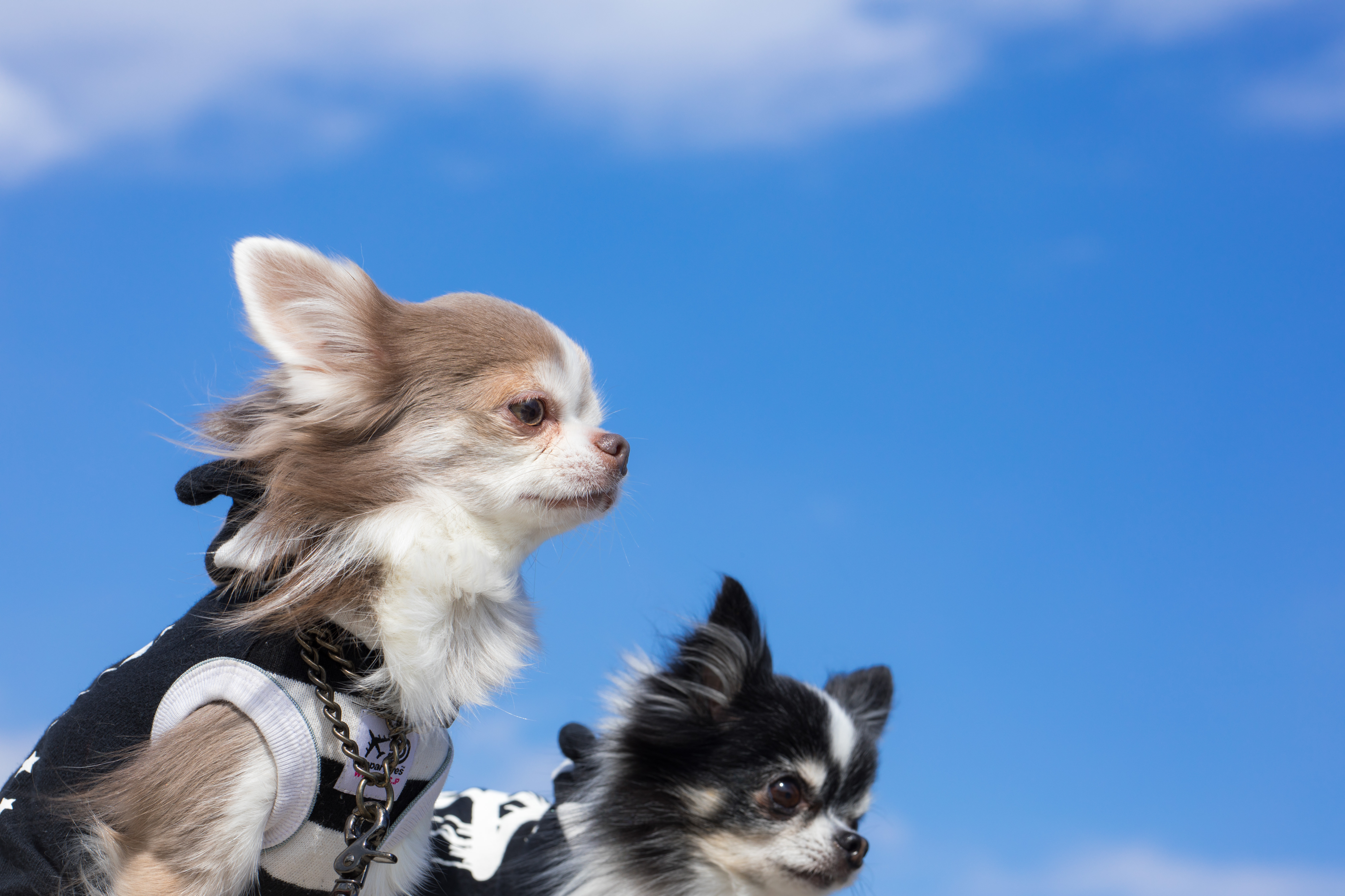 青空とチワワの写真素材 ぱくたそ