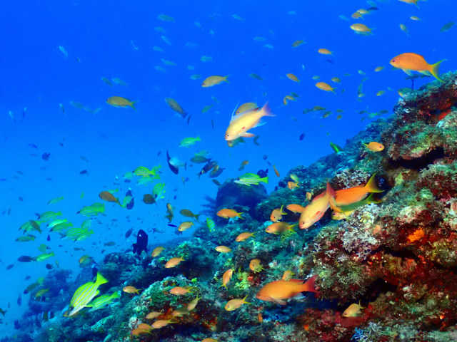 徳之島の熱帯魚の写真 画像 フリー素材 ぱくたそ