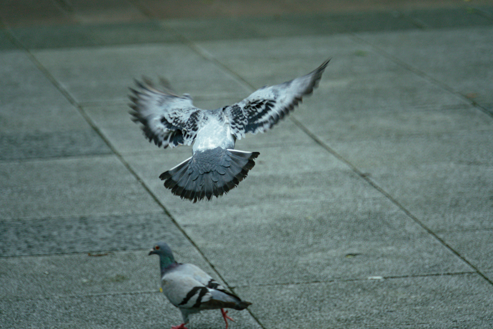 鳥のカテゴリに関連するフリー素材254枚 ぱくたそ