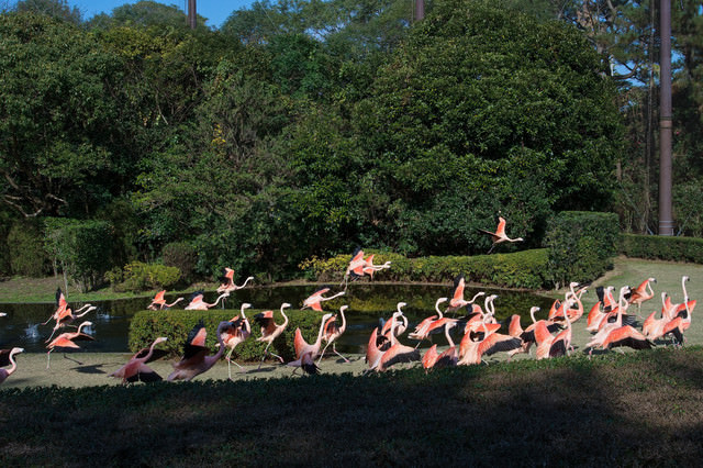 フラミンゴの群れ フェニックス自然動物園 の写真 画像 フリー素材 ぱくたそ