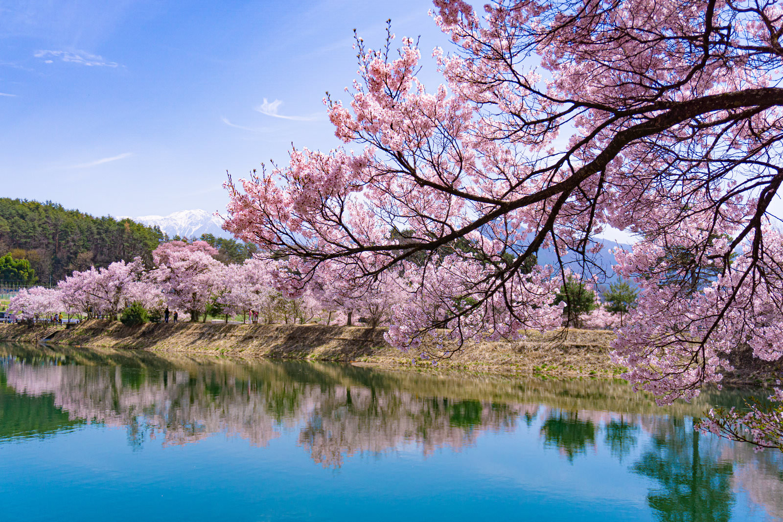 一枝の桜とその向こうに見える淡いシンメトリーの景色の無料写真 ...
