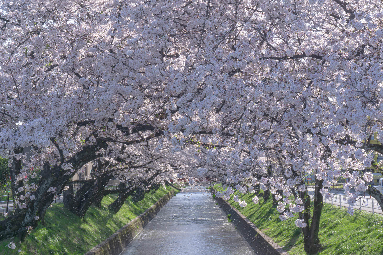 満開の桜と春の風に舞う花びらの無料写真素材 Id 78642｜ぱくたそ