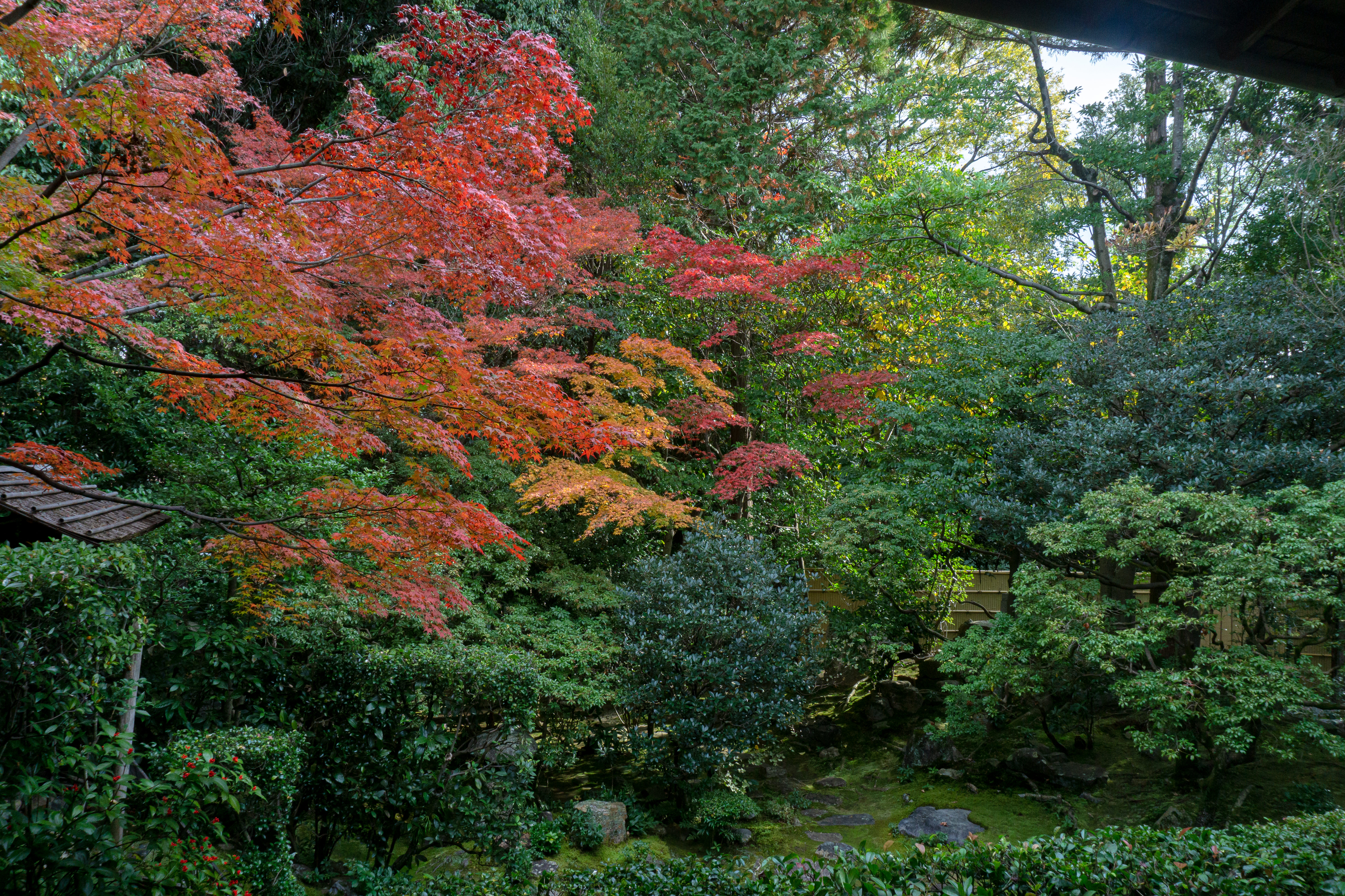 常緑の木々の中一際鮮やかに見える紅葉の写真素材 ぱくたそ