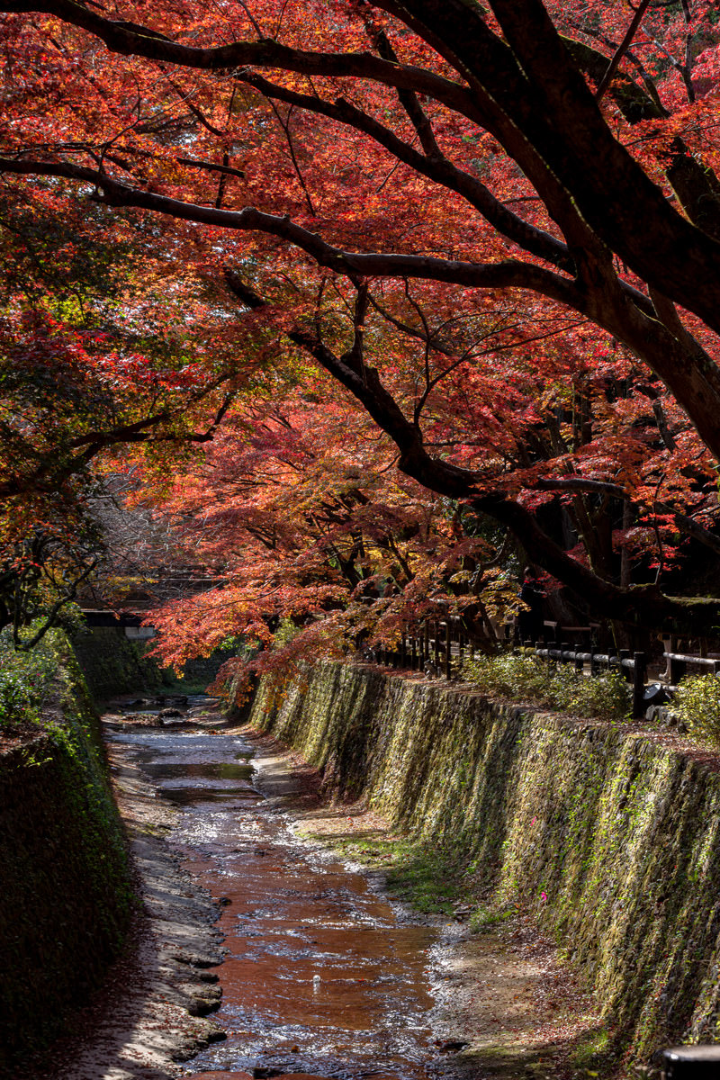 紙屋川を覆うように枝葉を伸ばすもみじの写真素材 ぱくたそ