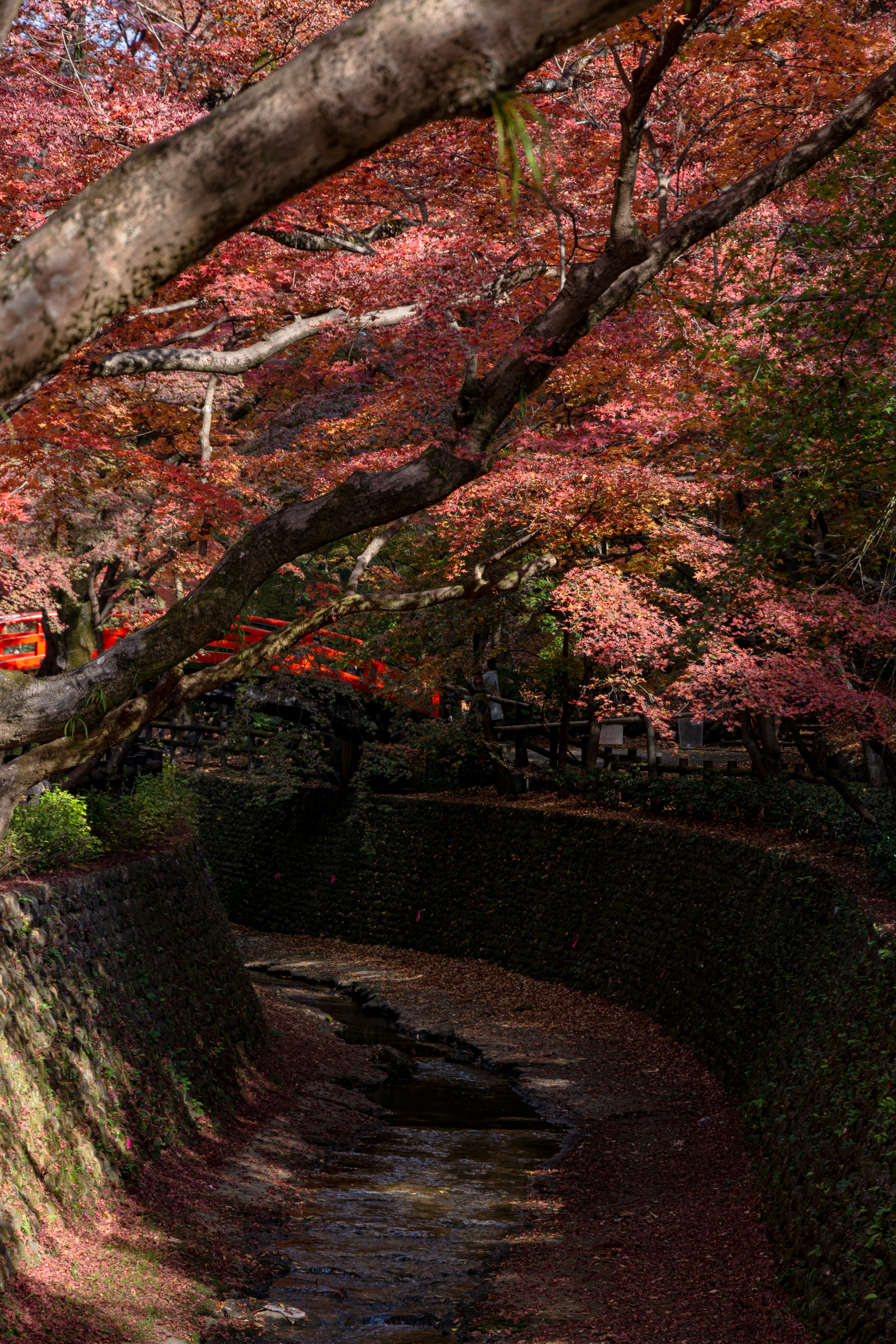 御土居のもみじ苑を流れる紙屋川と紅葉の合間に見えるそこにかかる鶯橋の写真素材 ぱくたそ